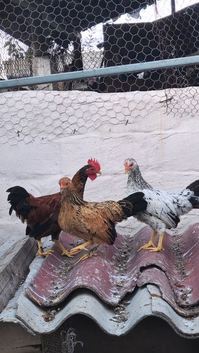 Găinușe pitice aprilie 2025