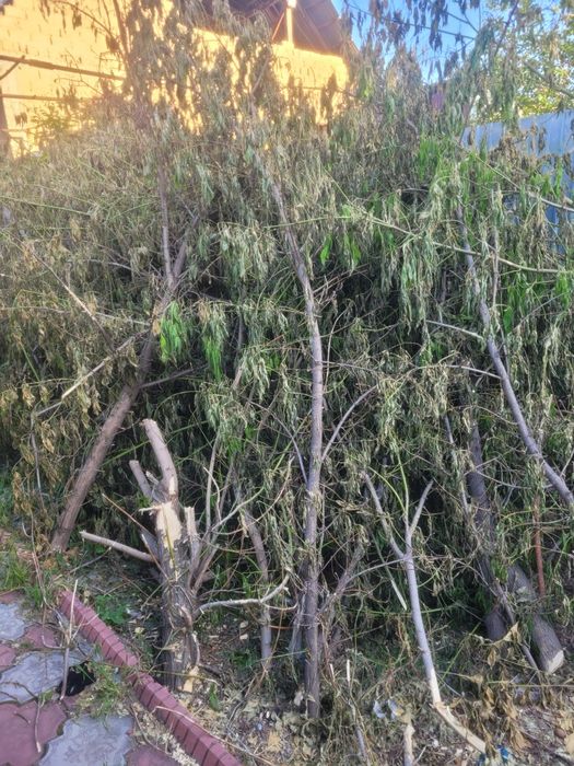 Дрова бесплатно.