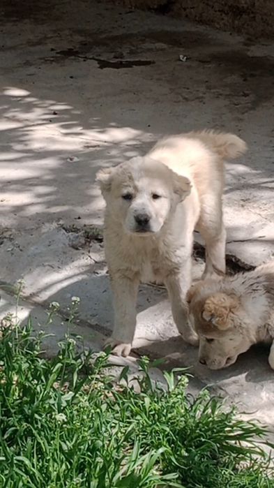 Кушиктер ургашы сатлады