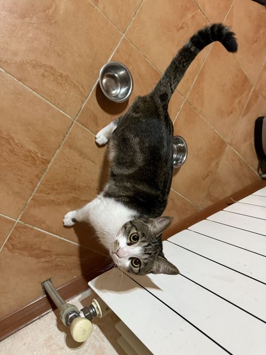 Котенок Baks $$$
