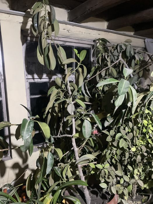 Gul bor narxini kelishamiz