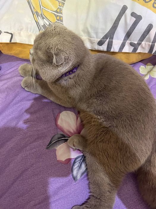 Skotish fold Mushugi Britanskiy