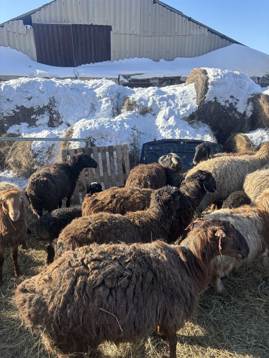 Кой сатамын, продам баранов