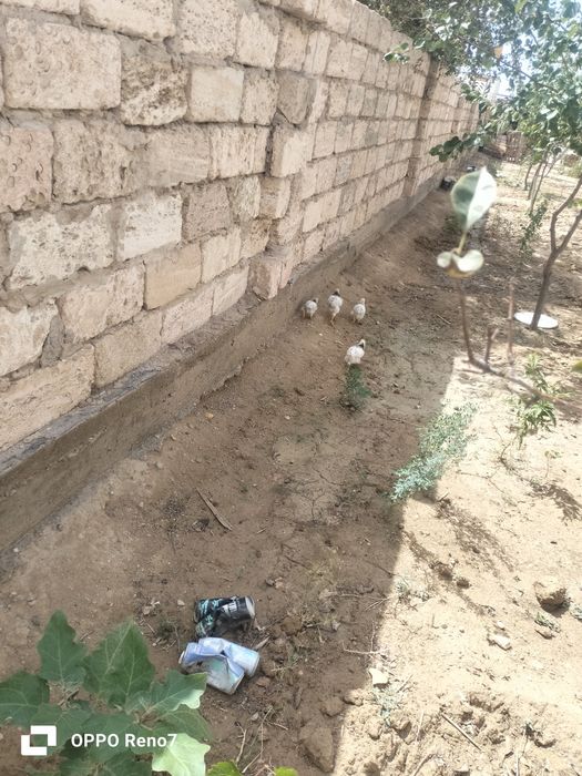 Адлер тауык птицы