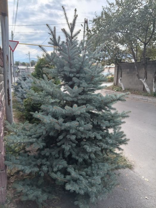 Ель голубая польская