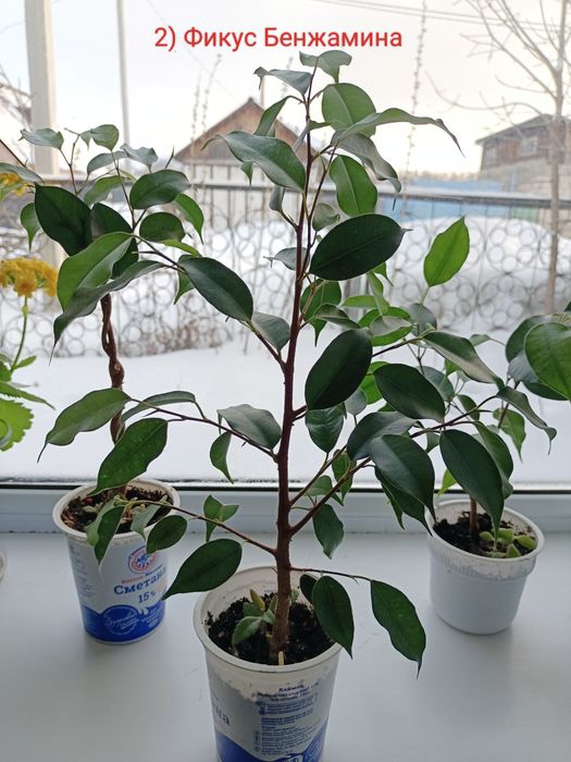 Продам комнатные цветы