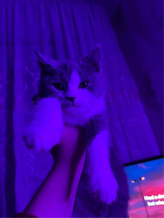 Mushukcha Scottish Strayt toza qon