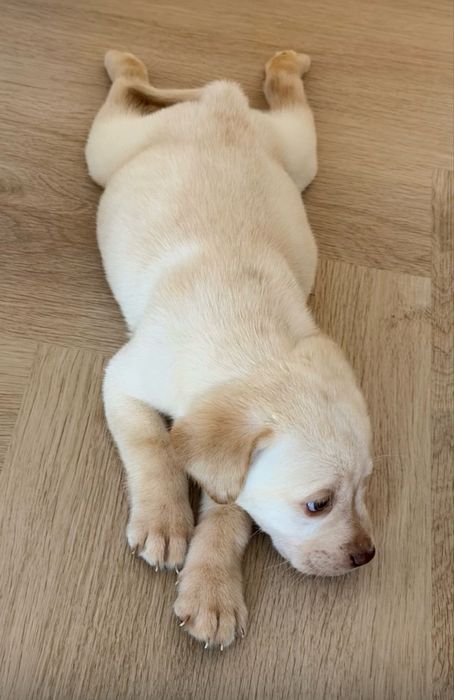 Помесь лабродол и ретривер