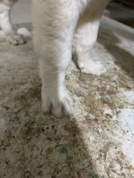 3 айлык таза канды алабай күшіктер сатылады!