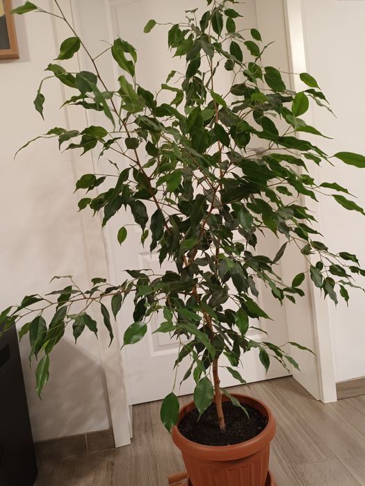 Ficus cu frunza mica - diferite mărimi