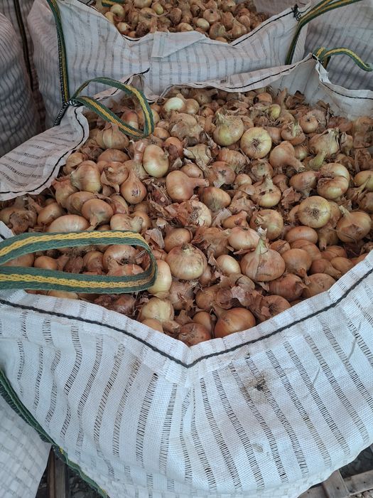 Ceapă de vânzare
