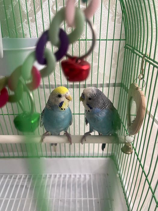 Продам волнистых попугаев