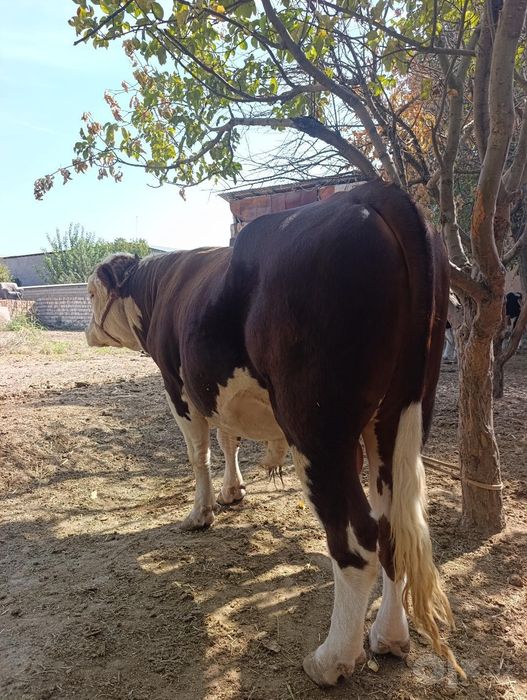 Buqa mol sigir sotiladi