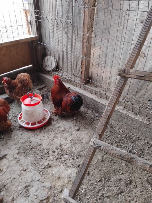 Cochinchina porțelan