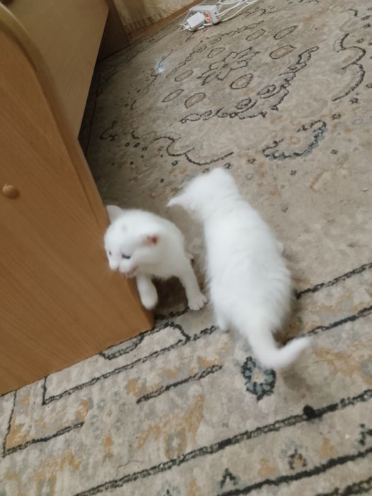 Отдам котят в добрые руки