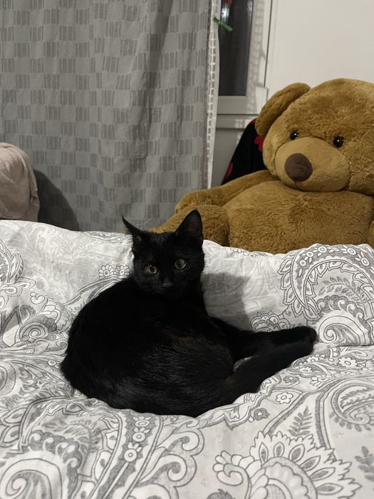 Pisicuta spre adoptie