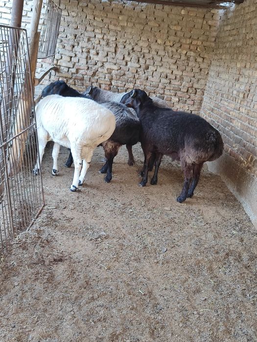 Qo'chqorlar sotiladi tezda badani semiz yeyishi