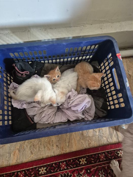 Отдам котят в хорошие руки