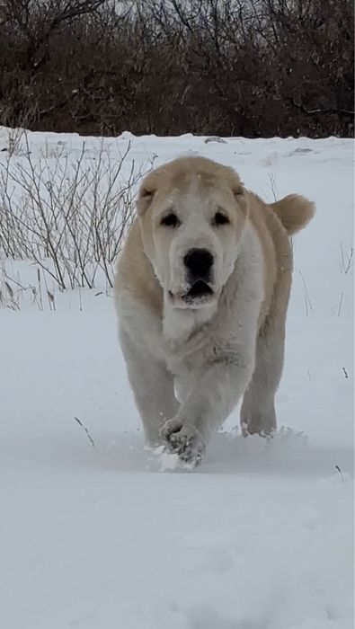 Алабай щенок кобель