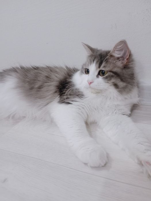 Отдам котенка в добрые руки