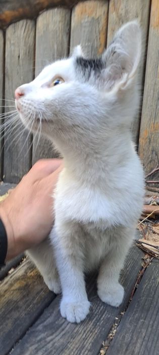 Котята две девочки! В добрые руки!
