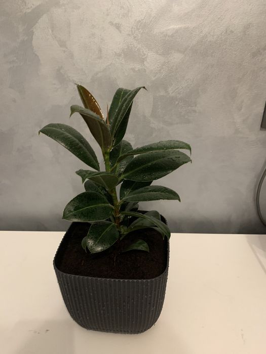 Комнатные растения Фикус Эластика Робуста