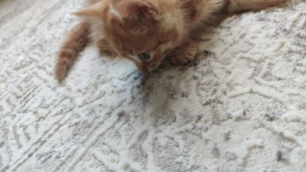Отдам котенка бесплатно!