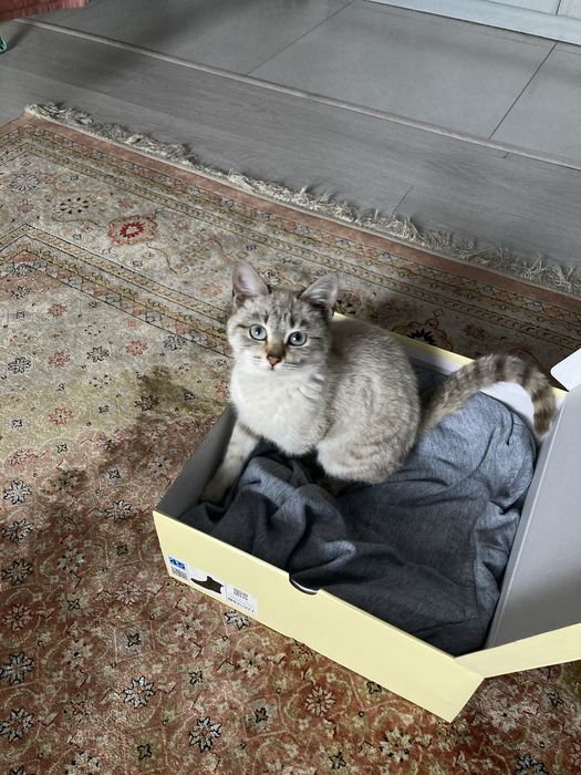 Котенок-девочка табби пойнт