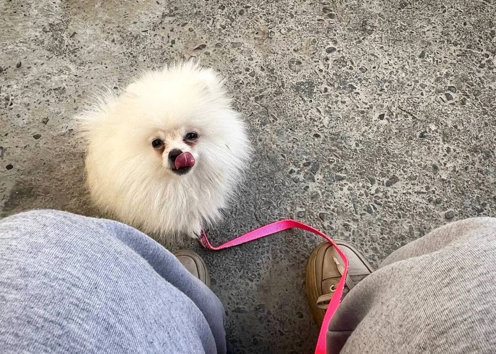 Продается шпиц !!!