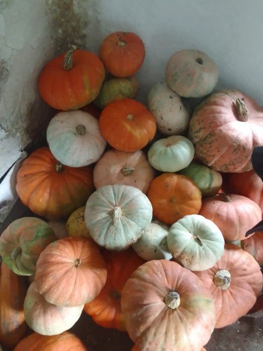 продам тыквы и кабачки урожай 26года
