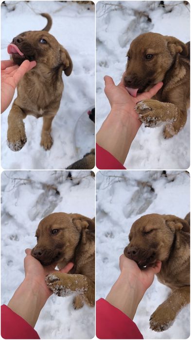 Щенок Девочка! Не на цепь, в добрые руки