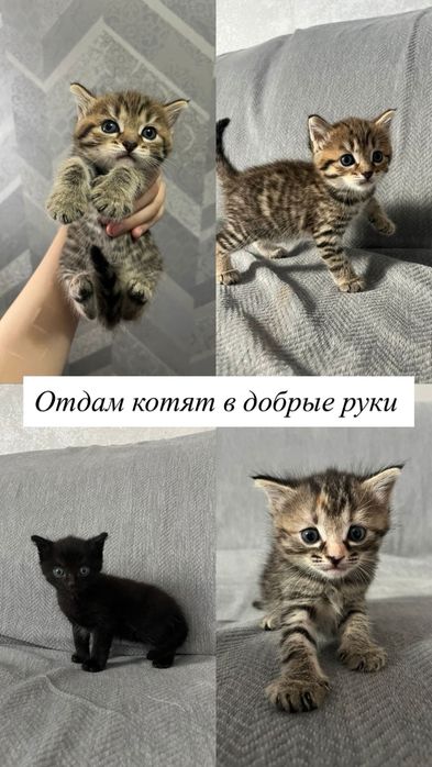 Отдам котят в добрые руки