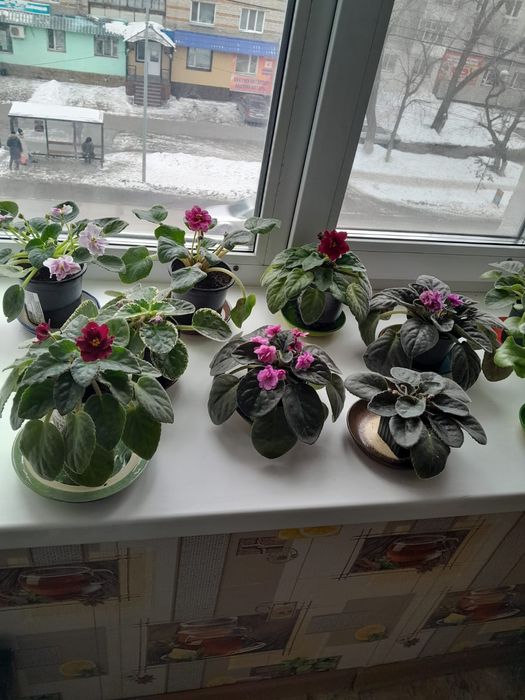 Фиалки цветущие 2000тг