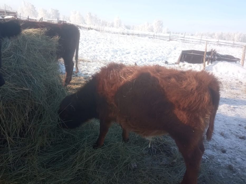Продается КРС, бычки и телочки