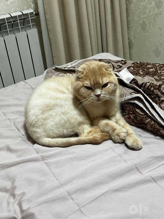 Отдадим кота в дорые хорошие руки