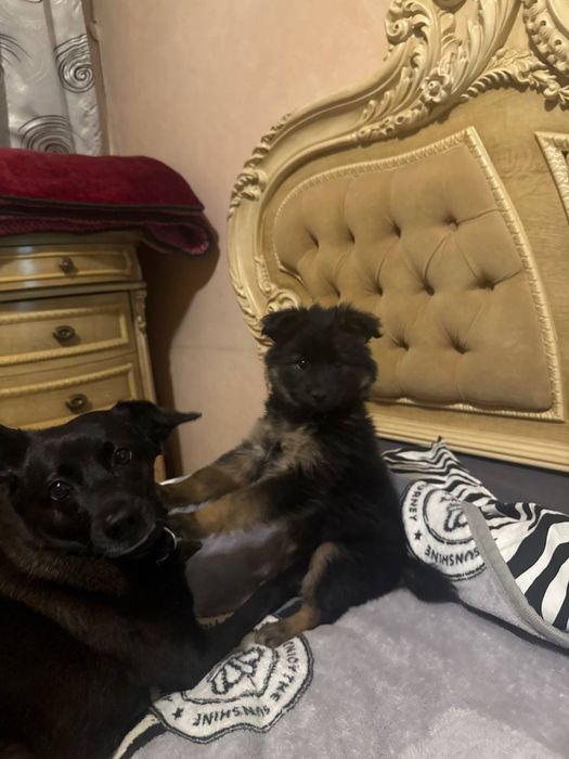 Самый красивый щенок девочка собачка в добрые руки