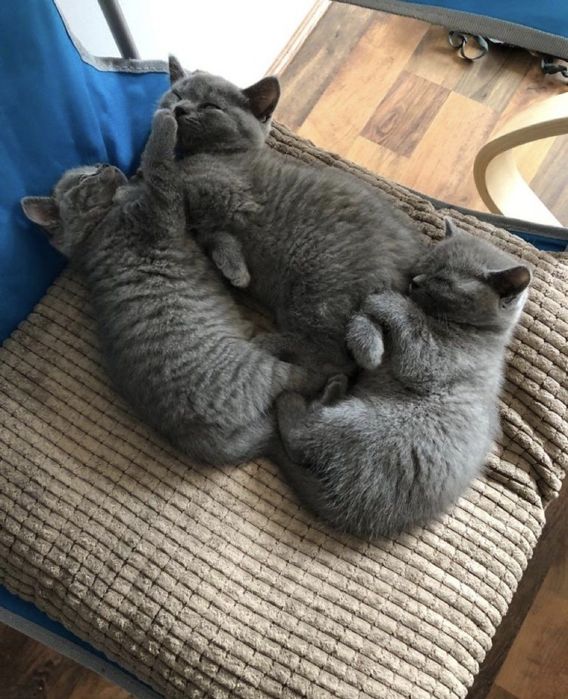 Британские котята