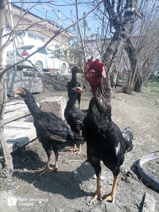 Паррандалар сотилади