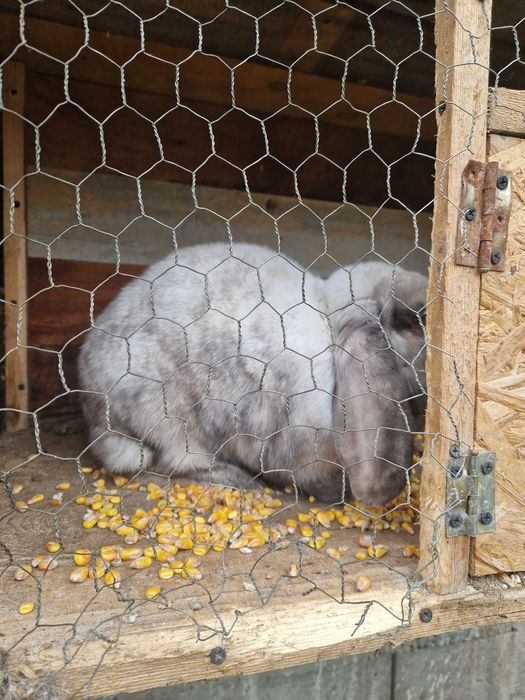 Iepuri german si uriaș german