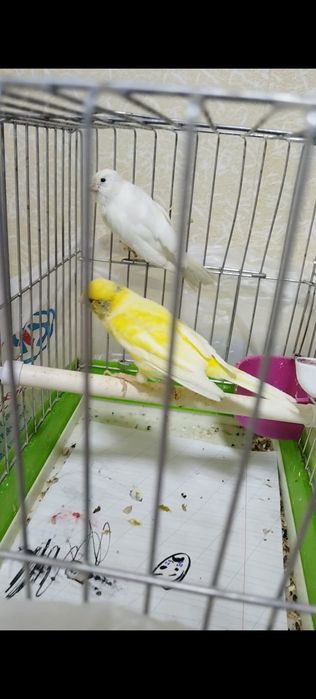 Тайор пара сотилади 400 минг булиши