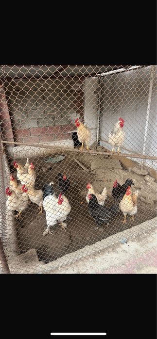 Петухи  им (1год) 3000тг