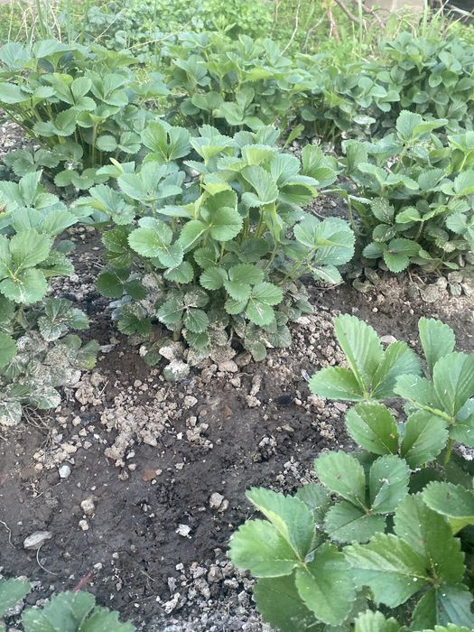 Клубника, саженцы