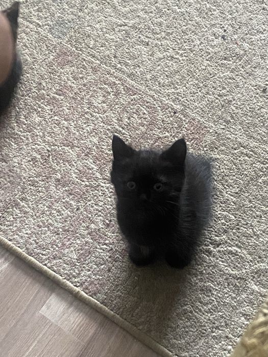 Плюшевые котята от британской мамы