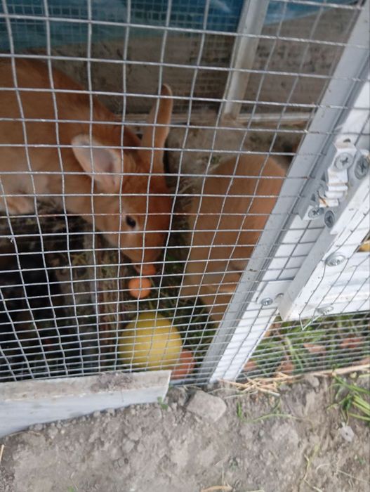 Онабола кийон зотдор