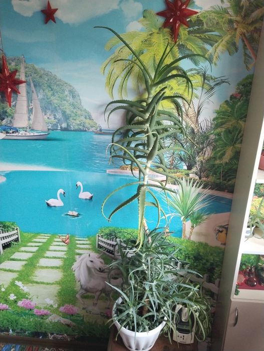 Продам огромное лечебное Алое