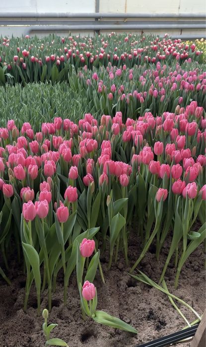 Оптом тюльпаны из местной теплицы