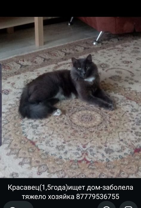 Отдам котика добрым людям