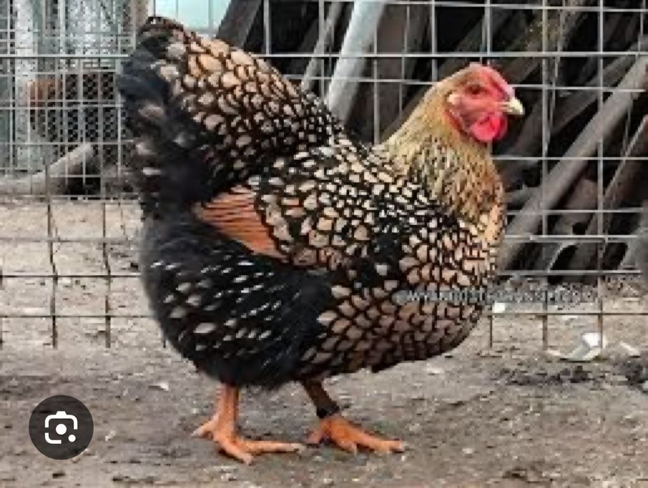 De vânzare pui de rasă