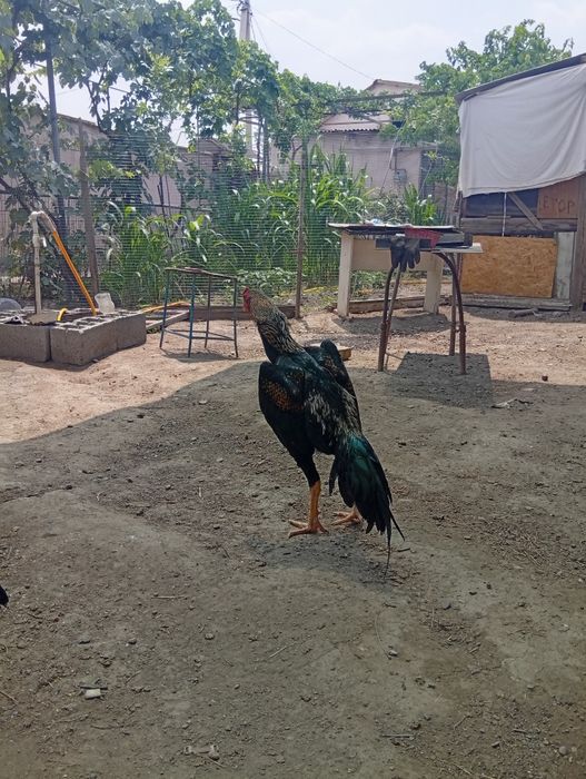 Жожалар сотилади.