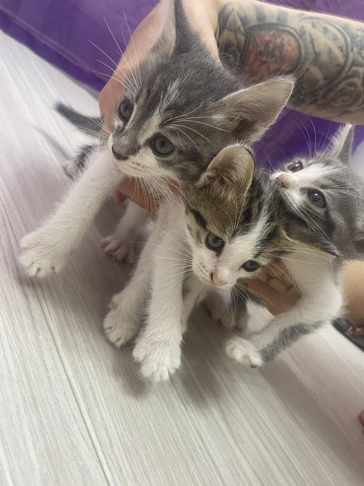 Котята в добрые руки
